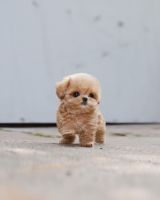 Maltipoo Puppies for sale in Los Angeles, CA, USA. price: $650