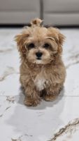 Maltipoo Puppies for sale in Hewlett, NY, USA. price: $5,000