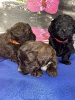 Maltipoo Puppies for sale in Lakeland, FL, USA. price: $1,500