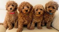 Maltipoo Puppies for sale in New York, NY, USA. price: $502