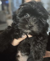 Maltipoo Puppies for sale in District Heights, MD 20747, USA. price: NA