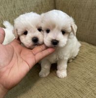 Maltipoo Puppies for sale in Monterey Park, CA 91754, USA. price: $800