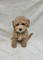 Maltipoo Puppies for sale in Smithtown, NY, USA. price: $1,000