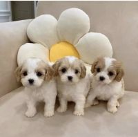 Maltipoo Puppies for sale in Torrance, CA, USA. price: $680