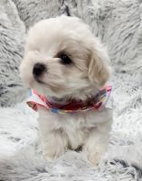 Maltipoo Puppies for sale in Pantego, NC 27860, USA. price: $750