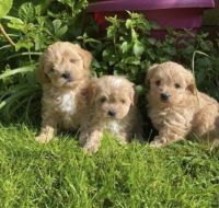 Maltipoo Puppies for sale in Gardena, CA, USA. price: $650