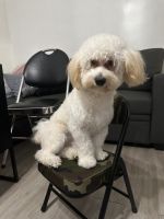 Maltipoo Puppies for sale in Bronx, NY, USA. price: $2,000