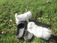 Maltipoo Puppies for sale in Worthington, MA, USA. price: $1,500