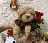Maltipoo Puppies for sale in Gardena, CA, USA. price: $650