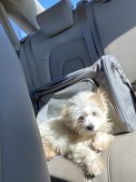 Maltipoo Puppies for sale in Bailey, NC 27807, USA. price: $650