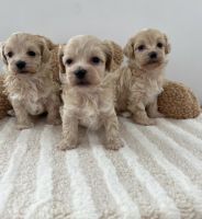 Maltipoo Puppies for sale in Gardena, CA, USA. price: $600