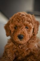 Maltipoo Puppies for sale in Circleville, OH 43113, USA. price: $2,000