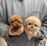 Maltipoo Puppies for sale in Torrance, CA, USA. price: $660