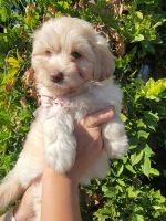 Maltipoo Puppies for sale in Downey, CA 90242, USA. price: $700