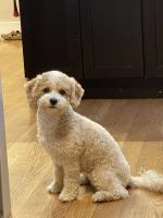 Maltipoo Puppies for sale in Fort Lauderdale, FL, USA. price: $1,000