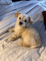 Maltipoo Puppies for sale in Fresno, CA, USA. price: $600