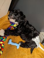 Maltipoo Puppies for sale in San Mateo County, CA, USA. price: $1,250