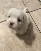 Maltipoo Puppies for sale in Glendale, AZ 85308, USA. price: $800