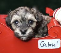 Maltipoo Puppies for sale in Nashville, NC 27856, USA. price: $3,000