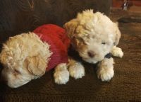 Maltipoo Puppies for sale in Glendora, CA, USA. price: $450