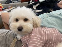 Maltipoo Puppies for sale in Menifee, CA, USA. price: $800
