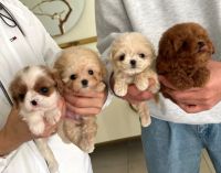 Maltipoo Puppies for sale in Los Angeles, CA, USA. price: $500