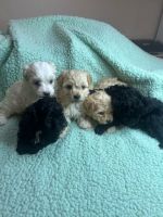 Maltipoo Puppies for sale in Rancho Cucamonga, CA, USA. price: $1,200