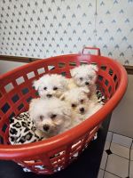 Maltipoo Puppies for sale in Greenwood, IN, USA. price: $1,500