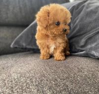 Maltipoo Puppies for sale in Los Angeles, California. price: $500