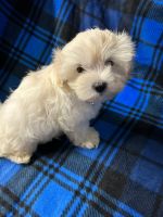 Maltipoo Puppies for sale in Ocala, FL, USA. price: $675