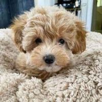 Maltipoo Puppies for sale in Columbia, South Carolina. price: $400