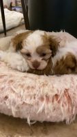 Maltipoo Puppies for sale in Sterling Heights, Michigan. price: $1,000