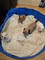 Maltipoo Puppies for sale in Lauderhill, Florida. price: $800