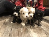 Maltipoo Puppies for sale in Douglas, Georgia. price: $1,200