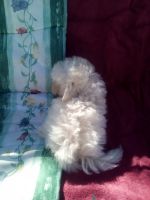 Maltipoo Puppies for sale in Houston, TX, USA. price: $700