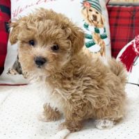 Maltipoo Puppies for sale in Bloomfield, Connecticut. price: $450