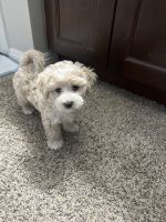 Maltipoo Puppies for sale in Los Angeles, California. price: $3,500