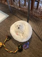 Maltipoo Puppies for sale in Red Oak, Texas. price: $500