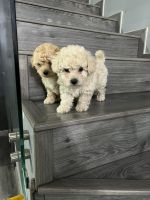 Maltipoo Puppies for sale in East Los Angeles, California. price: $550