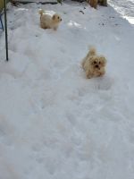 Maltipoo Puppies for sale in Breathitt County, KY, USA. price: $400
