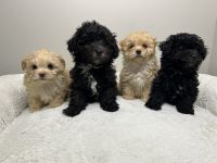 Maltipoo Puppies for sale in Valdosta, GA, USA. price: $1,600