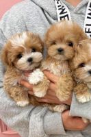 Maltipoo Puppies for sale in Allentown, Pennsylvania. price: $400