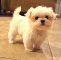 Maltipoo Puppies for sale in San Bernardino, California. price: $1,800