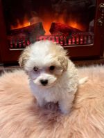 Maltipoo Puppies for sale in St. paul, Minnesota. price: $1,200