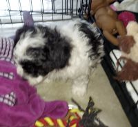 Maltipoo Puppies for sale in Mims, Florida. price: $1,100