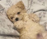 Maltipoo Puppies for sale in Holtsville, New York. price: $1,800