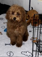Maltipoo Puppies for sale in Atlanta, Georgia. price: $1,500