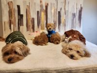 Maltipoo Puppies for sale in Atlanta, Georgia. price: $4,000