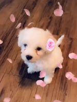 Maltipoo Puppies for sale in Pembroke Pines, Florida. price: $1,500