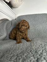 Maltipoo Puppies for sale in Los Angeles, California. price: $1,100